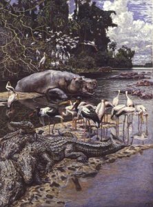 Swamp Animals and Birds on the River Gambia