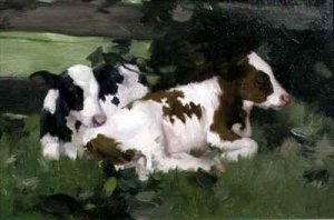 Ayrshire Calves